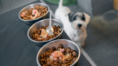 5 Signs Your Pet's Food Might Not Be Right for Them
