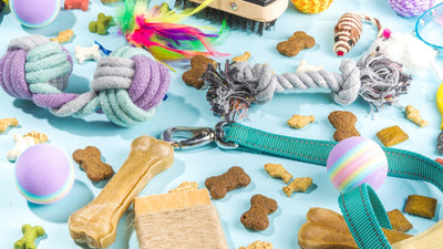 The Ultimate Pet Toy Guide: What to Choose Based on Your Pet's Personality