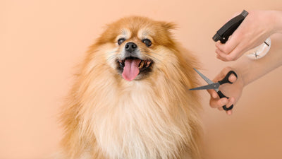 How to Create the Perfect Routine for Your Dog or Cat