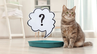 Need Help? We've Got Answers