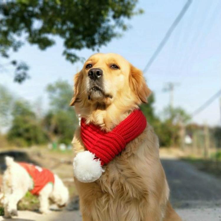 Pet Christmas Wool Scarf Saliva Towel - Size Xs
