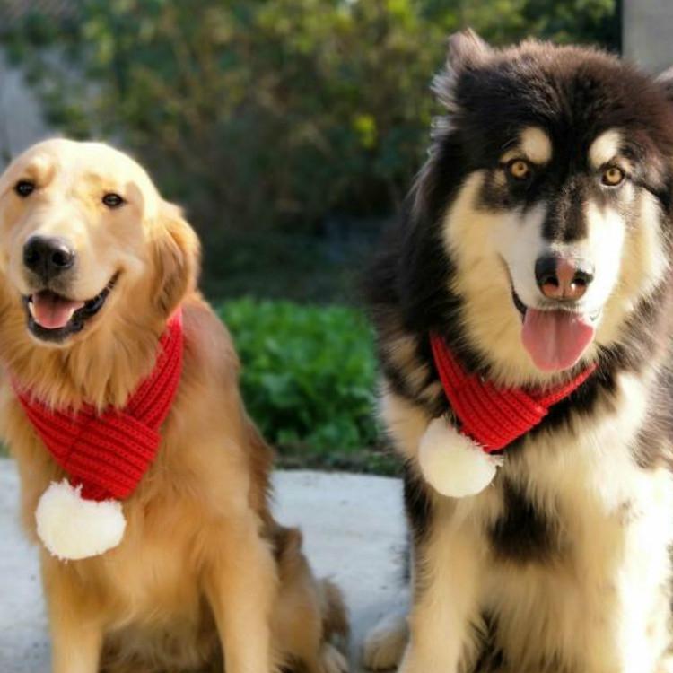 Pet Christmas Wool Scarf Dog Saliva Towel - Size M